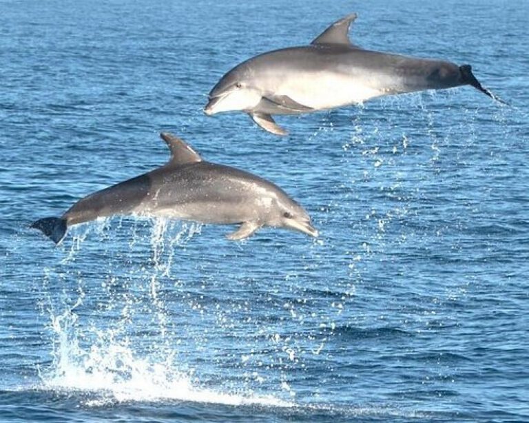 Catamaran Tour from Olbia with Dolphin Sighting, Tavolara Marine Protected Area - Luxury 5 - Image 2